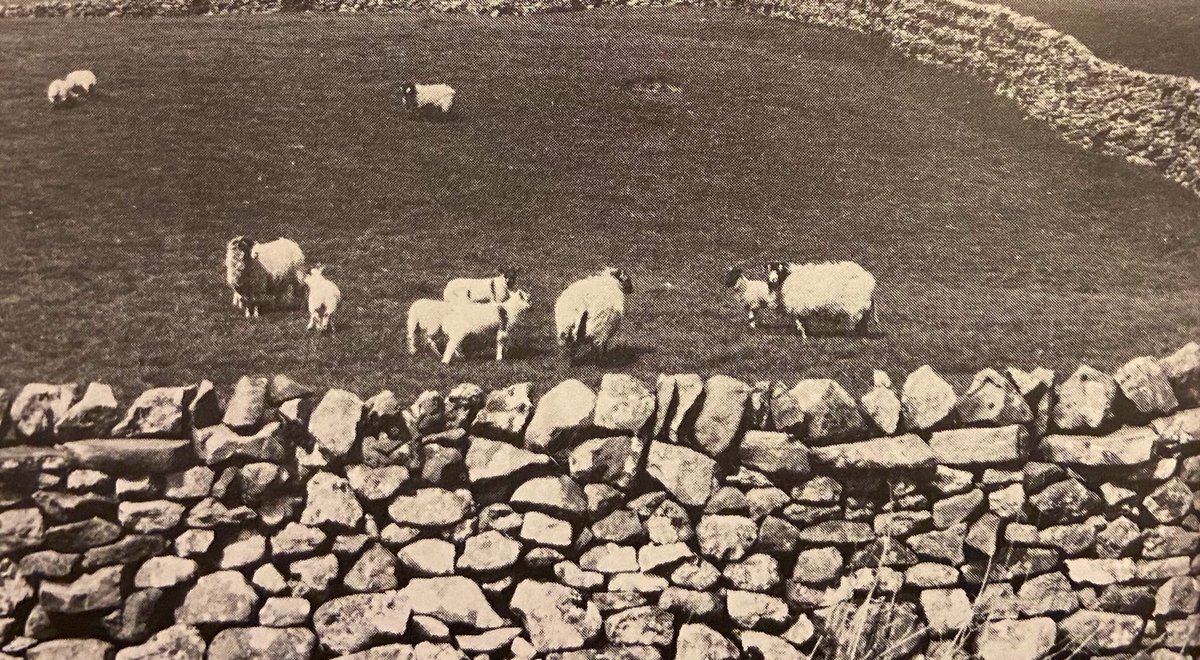 WR Mitchell tweet media