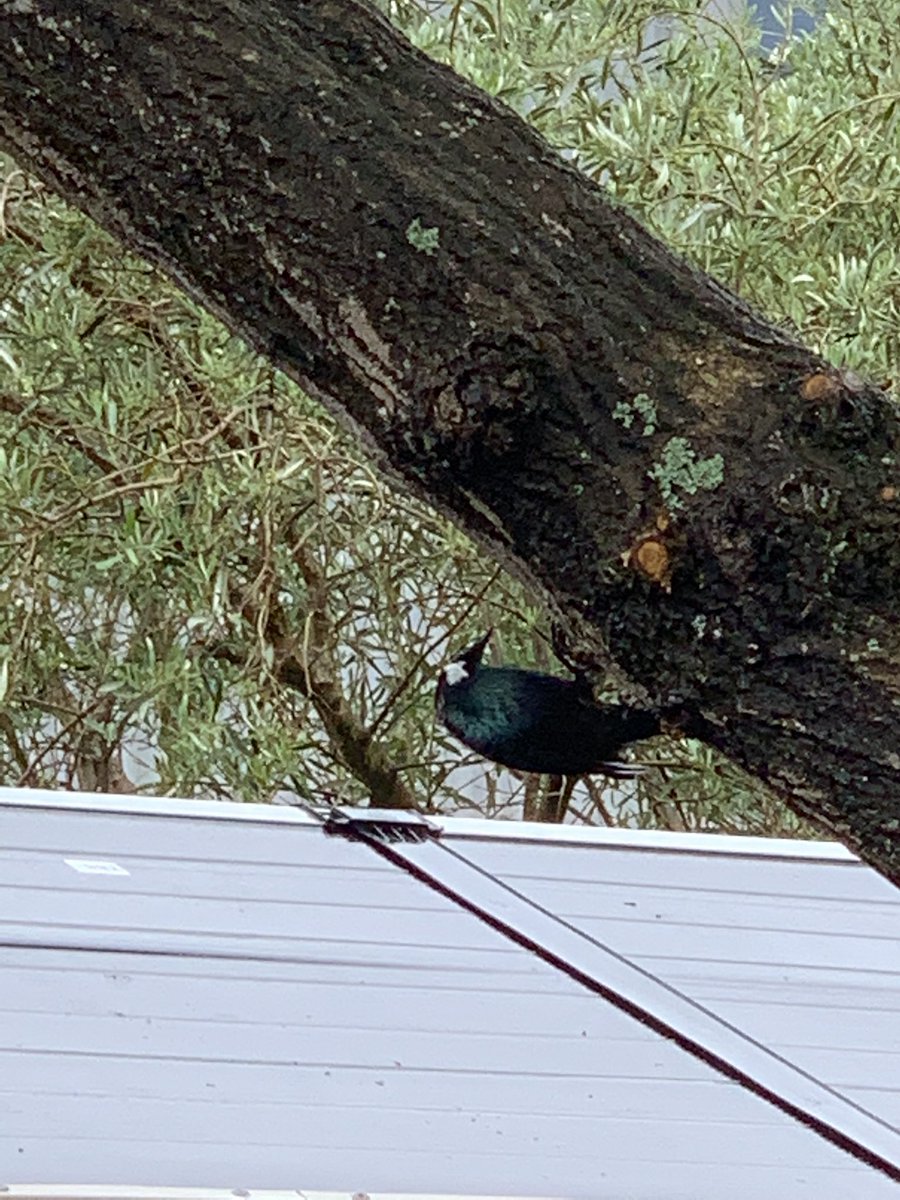 ginoiseau's tweet image. Normally we have only one regular tui in our big old oak tree, but today there are four. #bugfeast #tui #nativebird #colonialtree