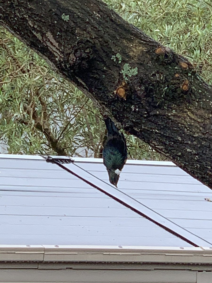 ginoiseau's tweet image. Normally we have only one regular tui in our big old oak tree, but today there are four. #bugfeast #tui #nativebird #colonialtree