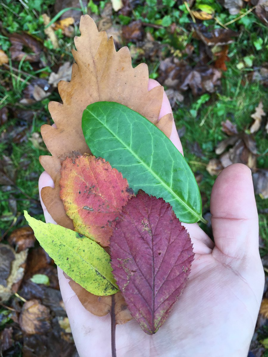 DawnFagence's tweet photo. @TowersJuniorSch Louis Fagence photography competition entry (animal, pattern shape colour, weather, into the woods) https://t.co/ovULsNDfGk