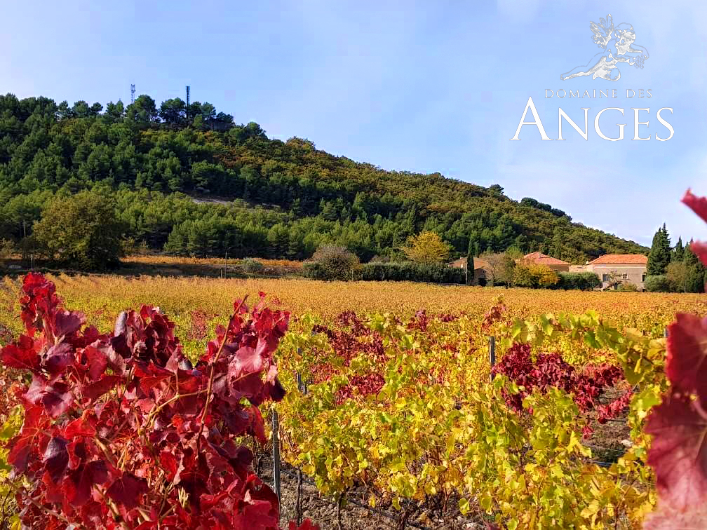 Autumn colours at Domaine des Anges !
Come and enjoy our wines and these beautifully coloured landscapes. The purchase of wines is still possible !
#domainedesanges #weareopen