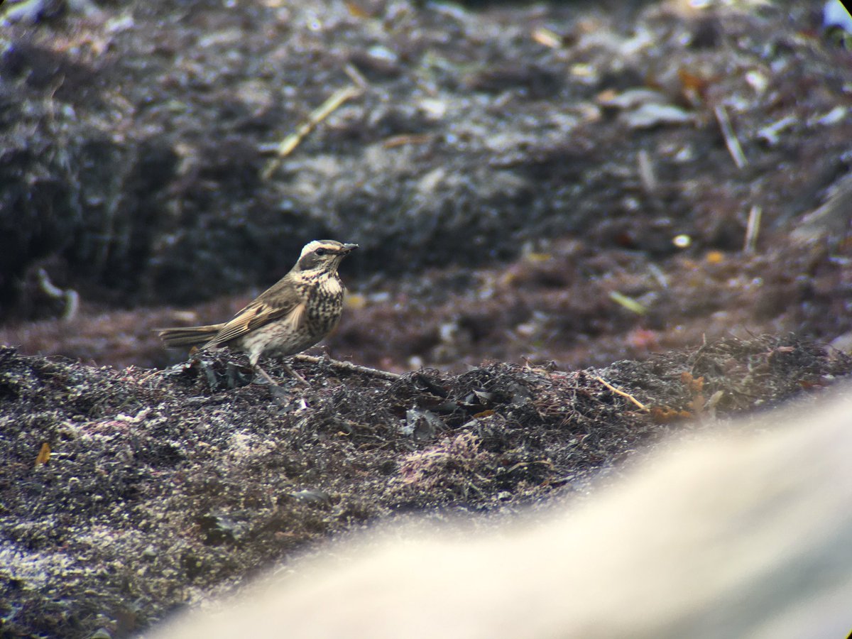 Rasmus Strack tweet media