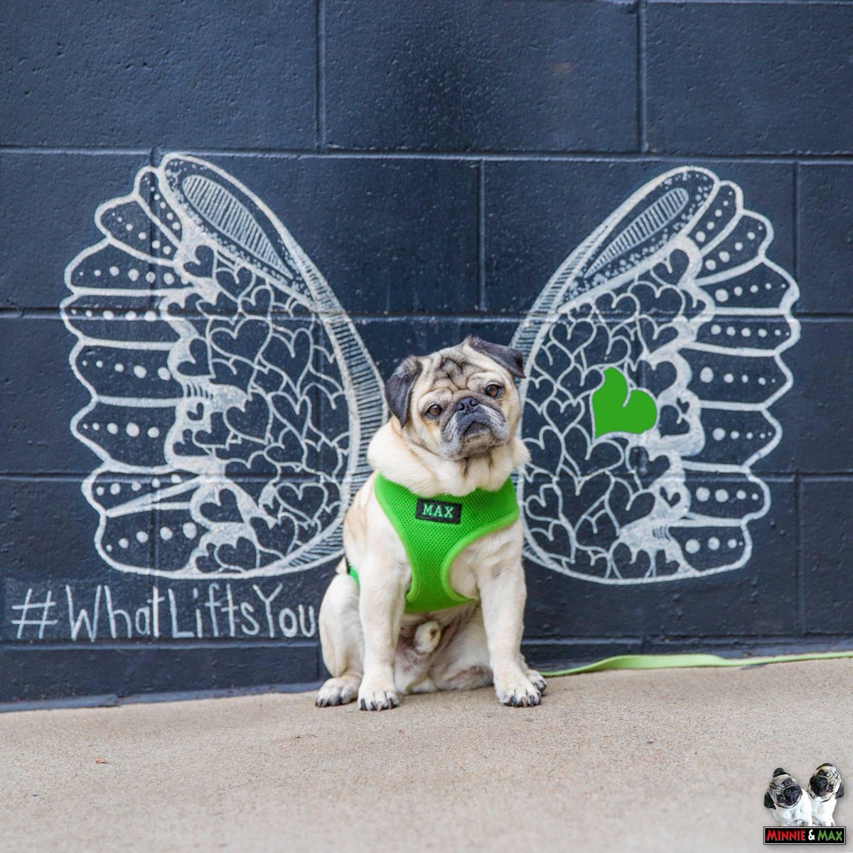 It's as if they were made especially for you. 🌈💚
#MaxMonday #WhatLiftsYou #pug #angel