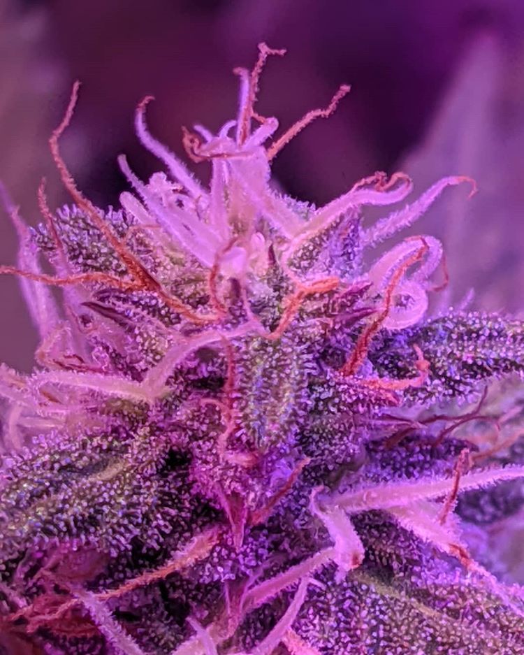 420problem's tweet photo. #BudPorn https://t.co/yix3JwWfDX