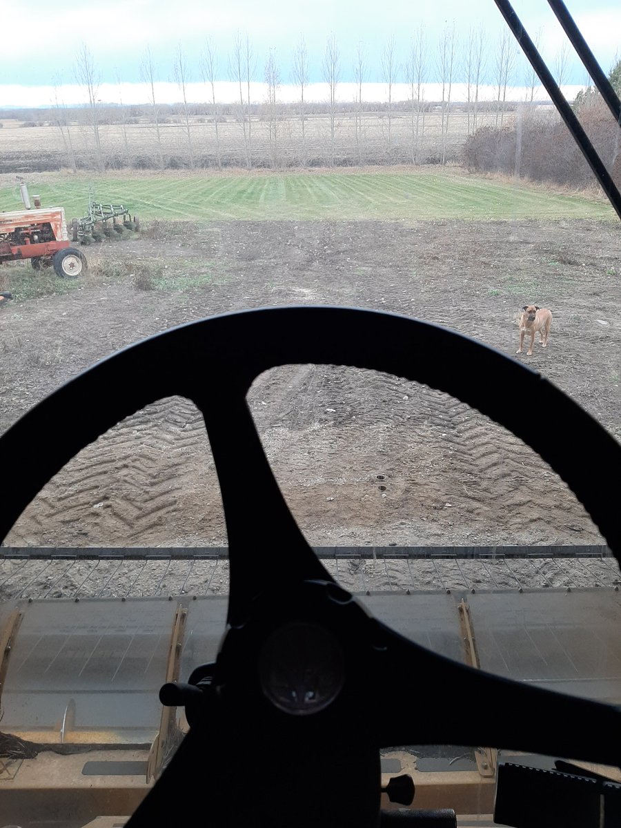 wheatiepete's tweet photo. Hope today is the end of #harvest20 #lasttimeoutofshed #yellowcombines #bluetractors #hailedcanola #hadenoughofthis #shouldhavebeendone3weeksago #harvestofhurryupandwait #theresevendust https://t.co/Uwnp0w4TCp