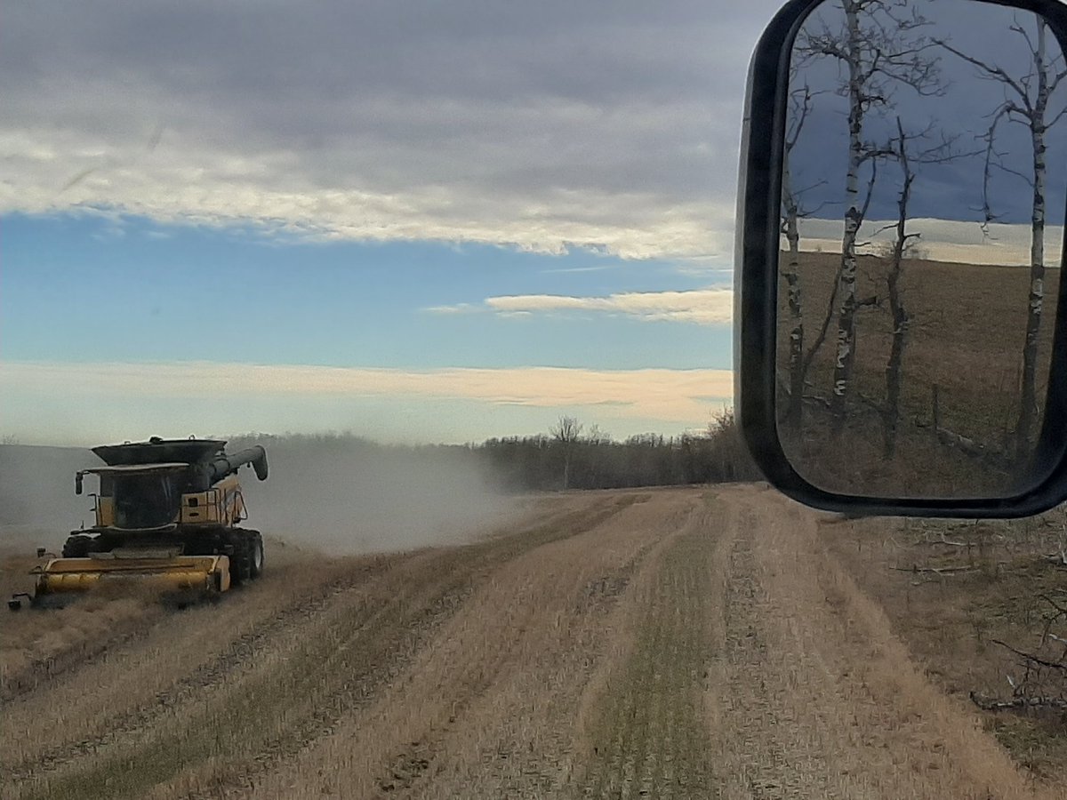 wheatiepete's tweet photo. Hope today is the end of #harvest20 #lasttimeoutofshed #yellowcombines #bluetractors #hailedcanola #hadenoughofthis #shouldhavebeendone3weeksago #harvestofhurryupandwait #theresevendust https://t.co/Uwnp0w4TCp
