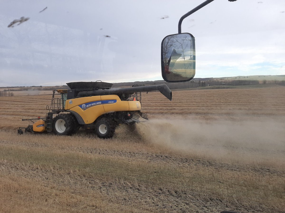 wheatiepete's tweet photo. Hope today is the end of #harvest20 #lasttimeoutofshed #yellowcombines #bluetractors #hailedcanola #hadenoughofthis #shouldhavebeendone3weeksago #harvestofhurryupandwait #theresevendust https://t.co/Uwnp0w4TCp