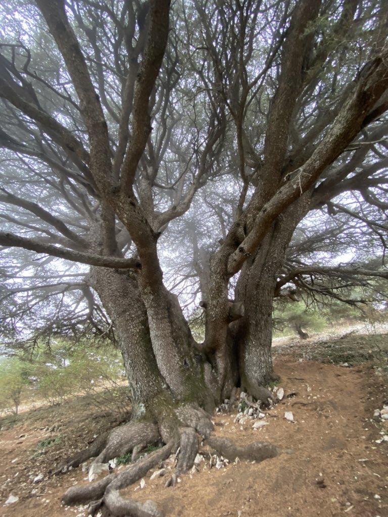 HazarCaracalla's tweet photo. This Cedar is more than 3000 years old #cedrus #libanus #talkaboutlebanon #lebanon #cedar #cedartree @CedarReserve https://t.co/oVL3SYoRFc