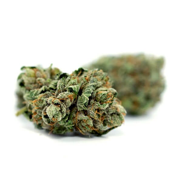 cana_kush's tweet photo. “The Purple Pineberry marijuana strain is a 80/20 Indica dominant marijuana hybrid. The breeders of this herb remain unknown. This strain is particularly easy to grow both indoors and outdoors.
“PURPLE #CANNABIS STRAINS PROFILES” #canakush #purplestrains https://t.co/RAdeVFPoty https://t.co/VgxzAKXdqB