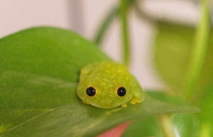 Stop sharing pictures of what's happening in #Vienna. It's endangering civilians and people from emergency services.
Also, it's a major trigger warning.
Anyways, here's a small frog. You can help by spamming the hashtag with cute pictures as well.