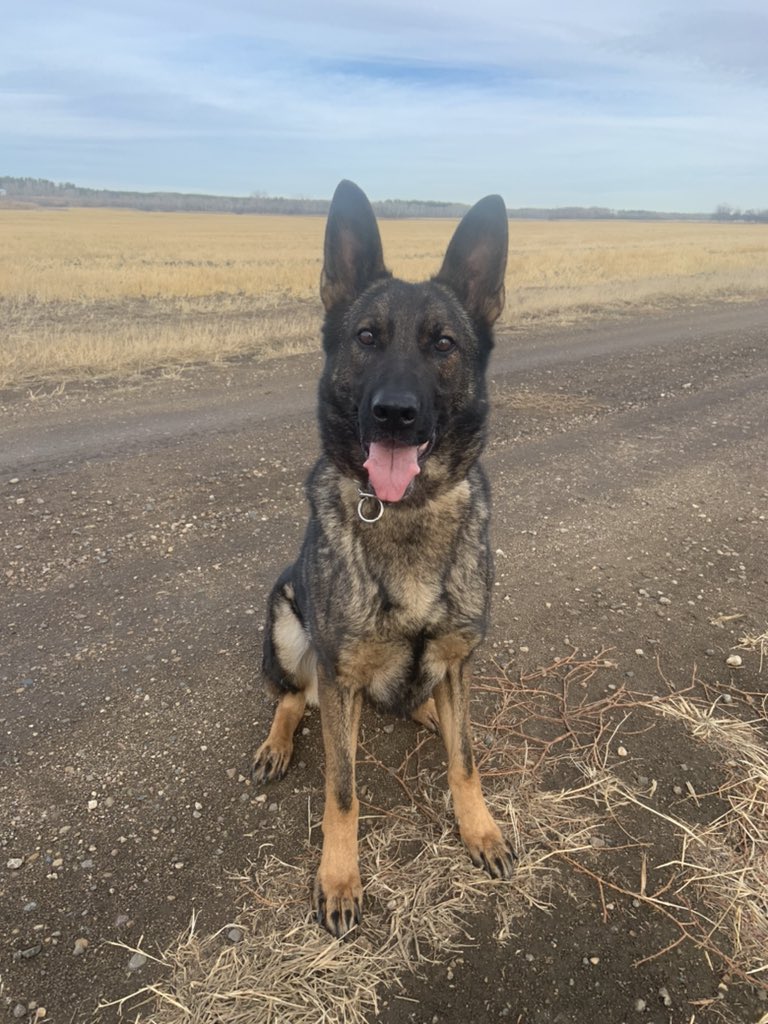 PAPSK9's tweet photo. Who 🏃‍♂️ ‘s from a K9 🚓 with #PSDFebee eager to assist? Suspect with a machete that’s who 👀. Sorry, but 4 🦵‘s better then 2 🦶🦶. Thanks #PSDFebee 👊 🐾 #swiftness #keepingussafe https://t.co/hYWI4FdlDT