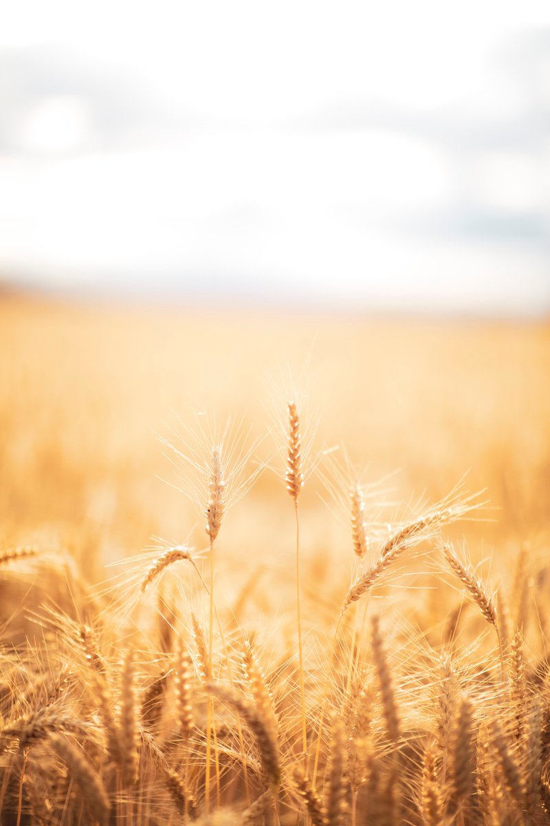 agritradetoday's tweet photo. #DYK that a family of four could live for 10 years off the bread produced by 1 acre of wheat? 

#AGFacts https://t.co/9mitlsA9BE