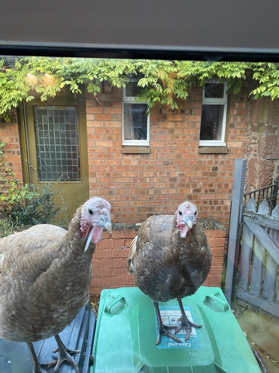 _marythomson_'s tweet photo. Working from home has its benefits.. stopped for a coffee and my pals joined me!...meet Isa and Bob... https://t.co/DL9Ep2WQQj