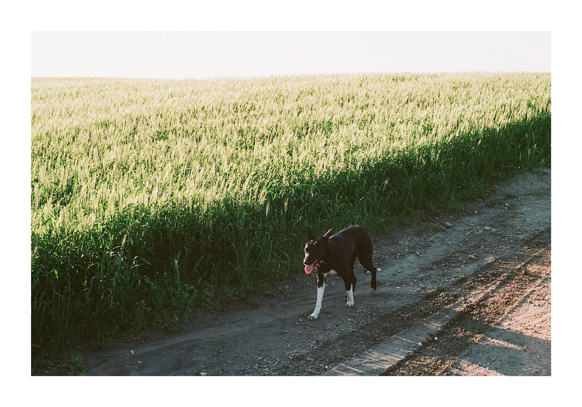 crspcarpenter's tweet photo. @moment Film from my grandparents’ farm. Shot on Portra 400. https://t.co/ipSnYwpDJp