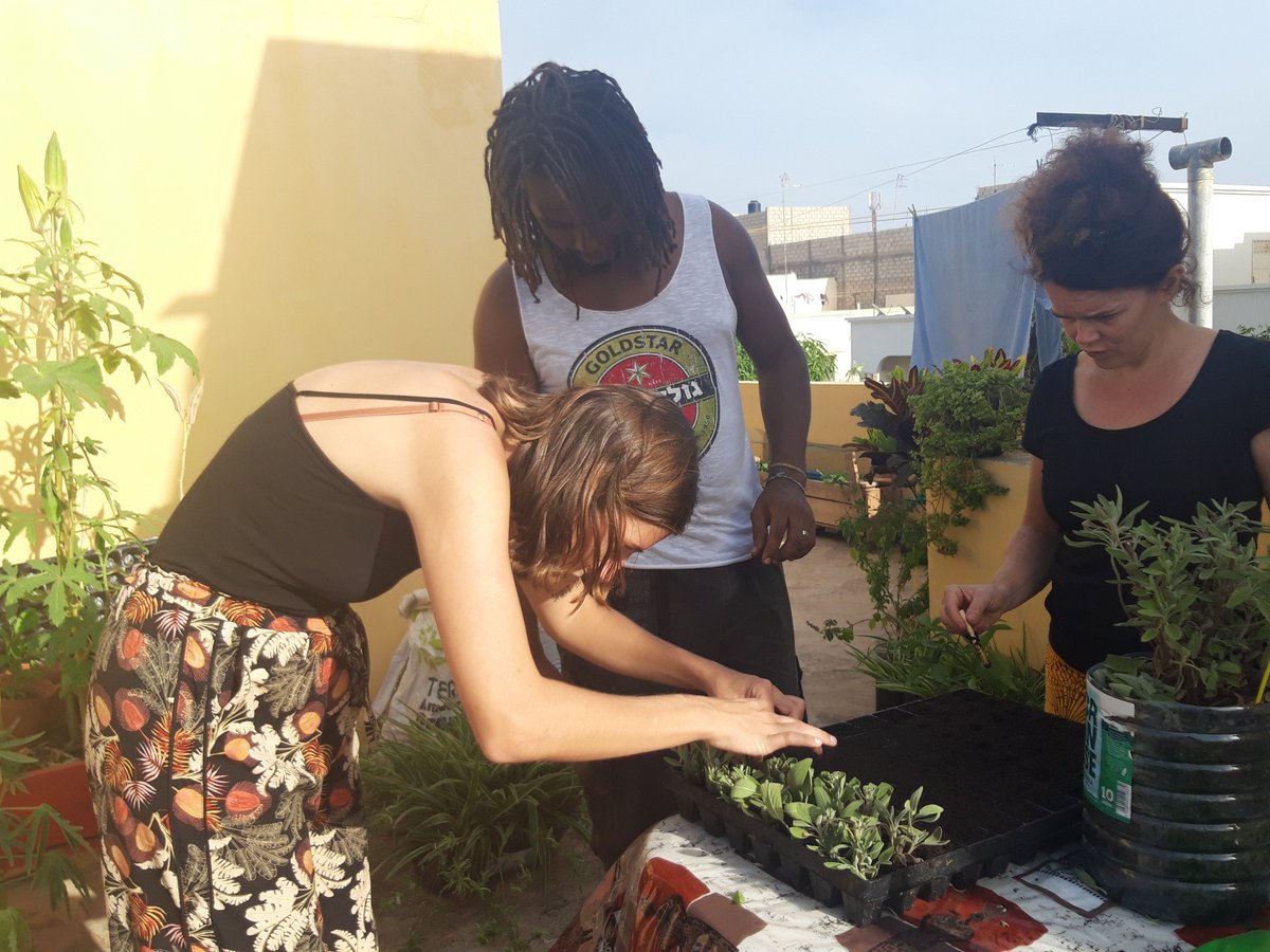 ALatouri's tweet photo. Lors du dernier atelier, nous avons fait des boutures de sauge, basilique, marjolaine et citronnelle...
Et les concombres semés la semaine d'avant ont été replantés dans un bac plus grand !
A bientôt pour de nouveaux ateliers 🌱☀️
#dakar #permaculture #toitvert #potagerurbain https://t.co/UwXztqla9r