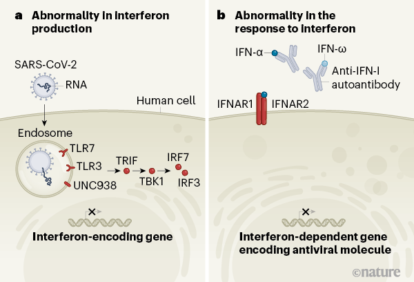 IFN-I ailesi, IFN-α, IFN-β, IFN-ω ve IFN- ɣ' yı içerir. IFN'lar yoğun olarak bağışıklık  hücreleri tarafından oluşturulur. Aslında IFN seviyeniz bağışıklık seviyenizi gösterir. Eğer IFN seviyeniz düşükse COVID için açık hedef durumunda olabilirsiniz.
nature.com/articles/d4158…