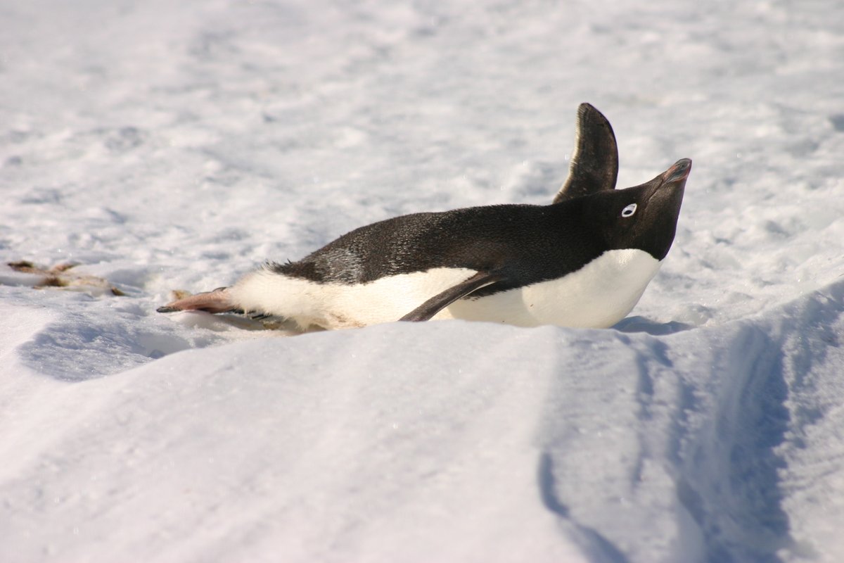 drmichellelarue's tweet photo. Hi I need you to appreciate just how goofy Ad��lie penguins are so here's a thread of goofy/awkward/odd birds https://t.co/1M0tozWafp