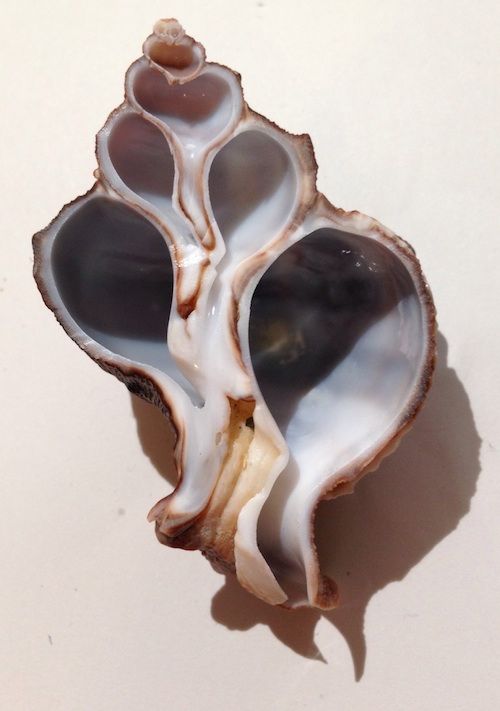 PPukalani's tweet photo. βEverybody needs a seashell ... to remind her the ocean is her home. "
Sue Monk Kidd
#shelllove https://t.co/g6EFUqAa6m