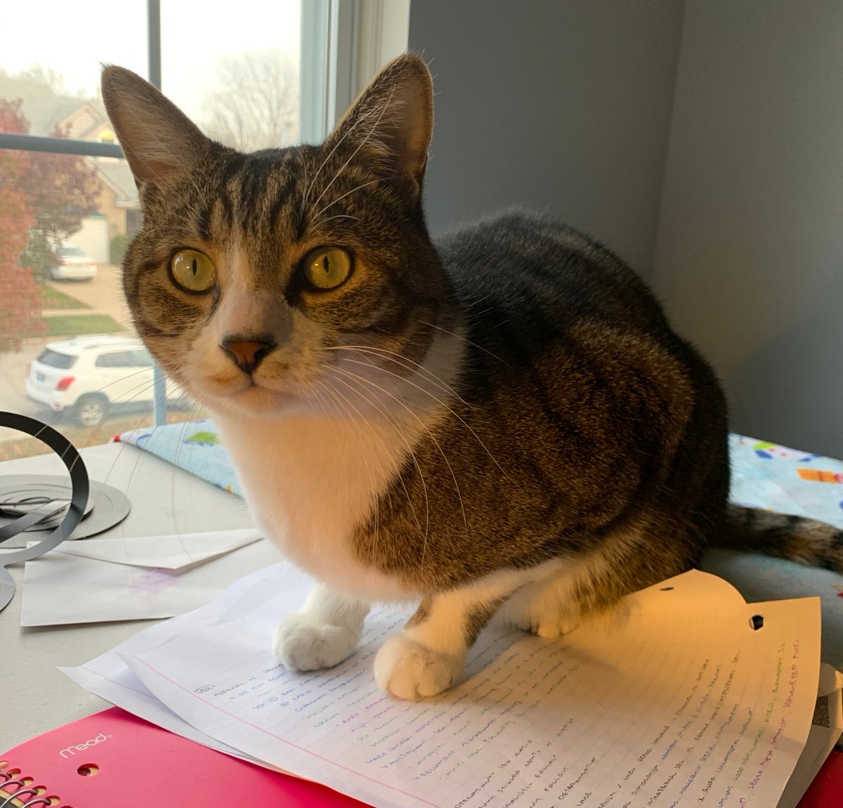 jkuo_evobio's tweet photo. Since we're sharing study partners, here's mine trying to give me encouragement yet he's sitting on my review sheets. We say he's a sweetheart but not the brightest kitty in the litter @OxyEvo https://t.co/lIjCpgb0CQ