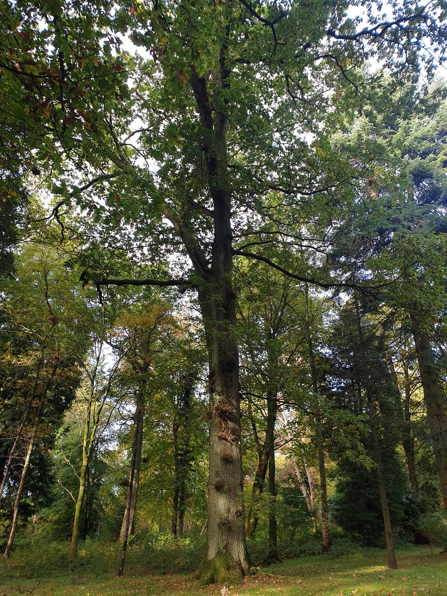 TheCemetress's tweet photo. #forestryhour Little Forest in Balloch 🖤🌲 #treesglorioustrees https://t.co/4xlSY0CFDq