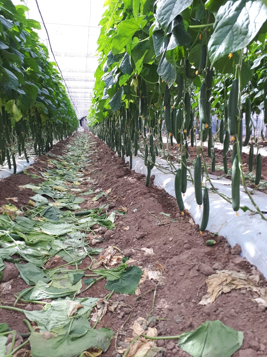 _PerfectProduce's tweet photo. We are happy to announce the start of our Euro Cukes program for the season. #SunFed #PerfectProduce #PerfectEuroCukes https://t.co/8eUXjDEhTf