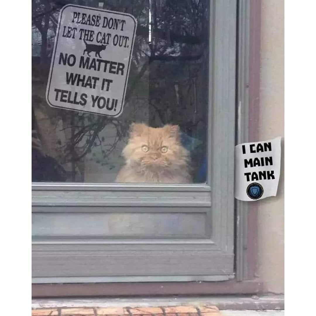 MythosGamingTV's tweet photo. Never trust a cat 😂

#Warcraft #Shadowlands #CatsOfTwitter #lol #streamer https://t.co/eR9dD7ABqY