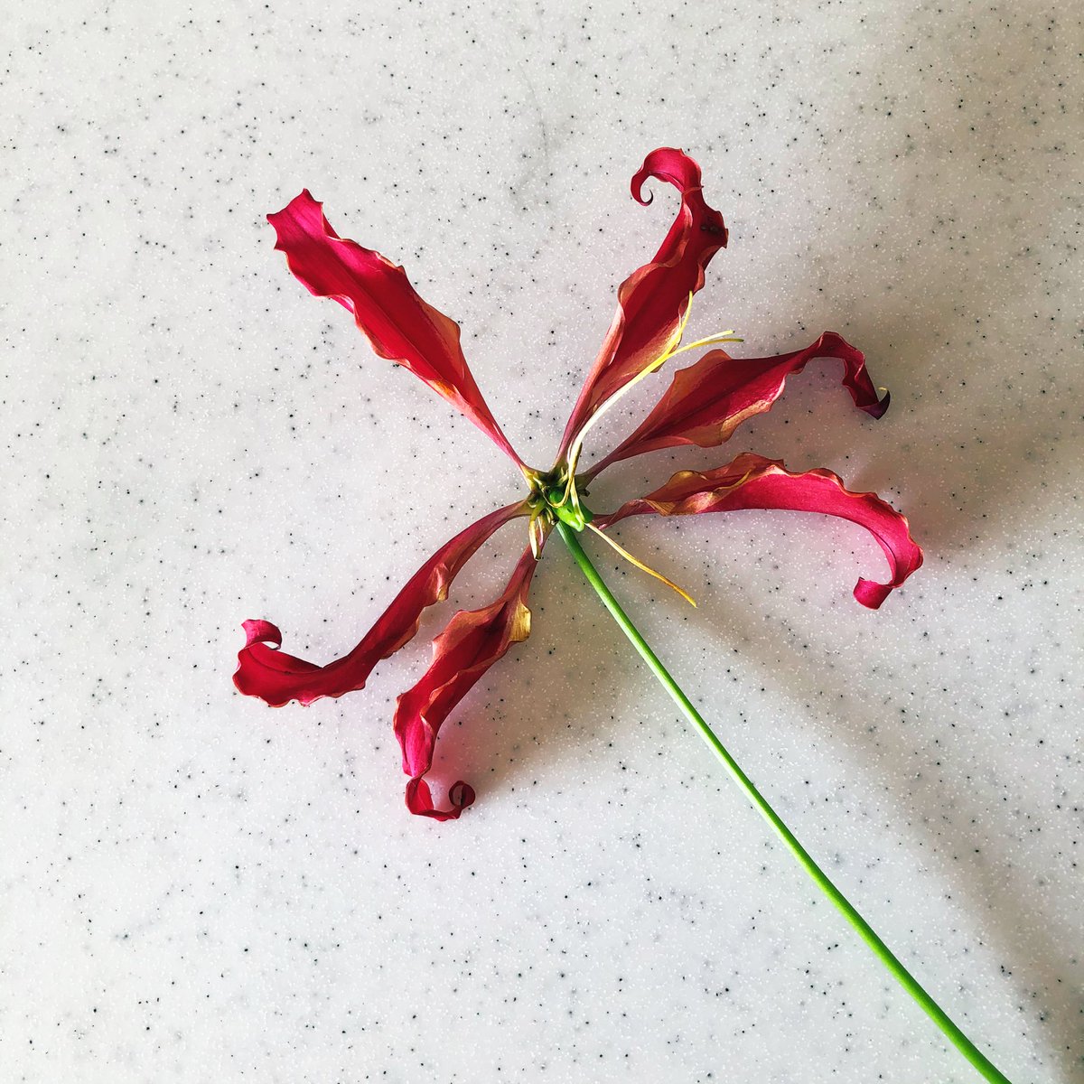 この手の花 枯れると花弁がハラハラ落ちるのだと思っていたのですが 風車のように開 きよのイラスト