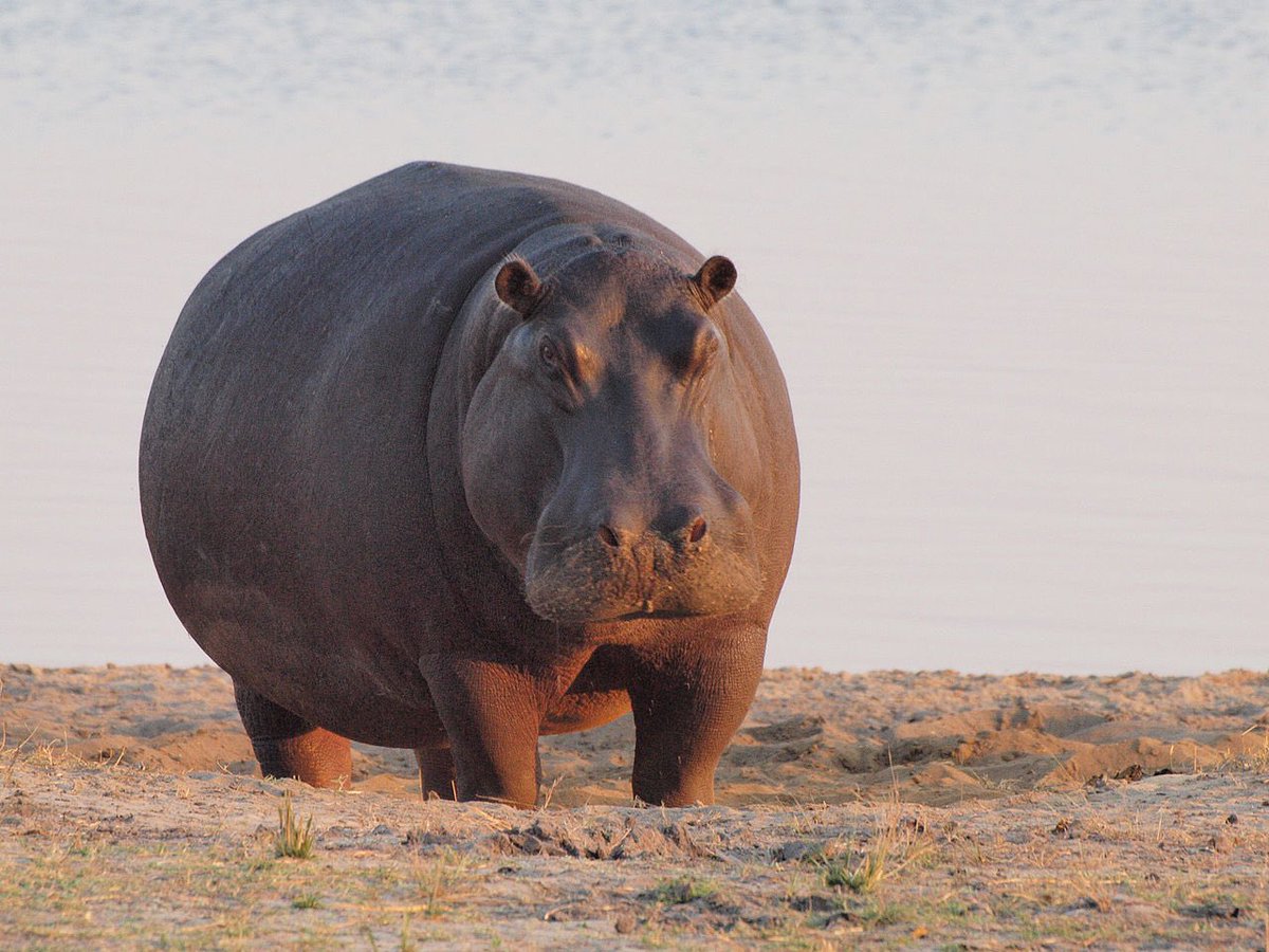 Based off predictions and estimations, hippos kill more humans in Africa than lions, elephants, leopards, buffalos and rhinos combined. They’re ridiculously aggressive and unpredictable. I honestly dno why they’re such an angry species. Basically Algerians of the animal kingdom