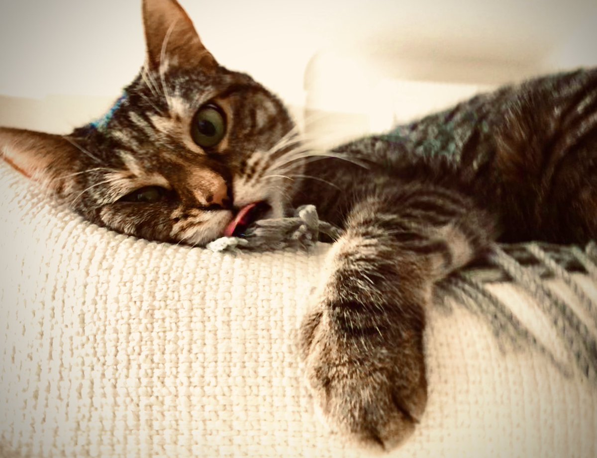 She’s off her fucking head on catnip.