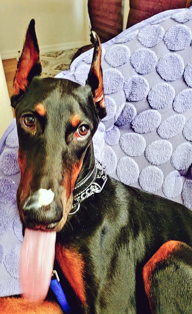 AthenaDoberman's tweet photo. Wasssssuuuuuppppp
 #doberman #dobermanpuppy #dogsofinstagram #dobermanpuppy #dobermanpinscher #petinfluencer #influencer https://t.co/C4ubUw8MxD