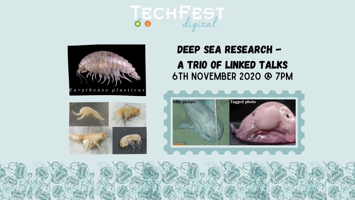 TechFestNews's tweet photo. Our next event is a trio of linked talks on deep sea research taking place on November 6 at 7pm! Join @HevRitchie for Deep Sea Beasties and learn about the incredible amphipods found at the depth of the ocean. Suitable for all ages, book online https://t.co/4CnPiJVlAl 
#deepsea https://t.co/FUjBZs9334