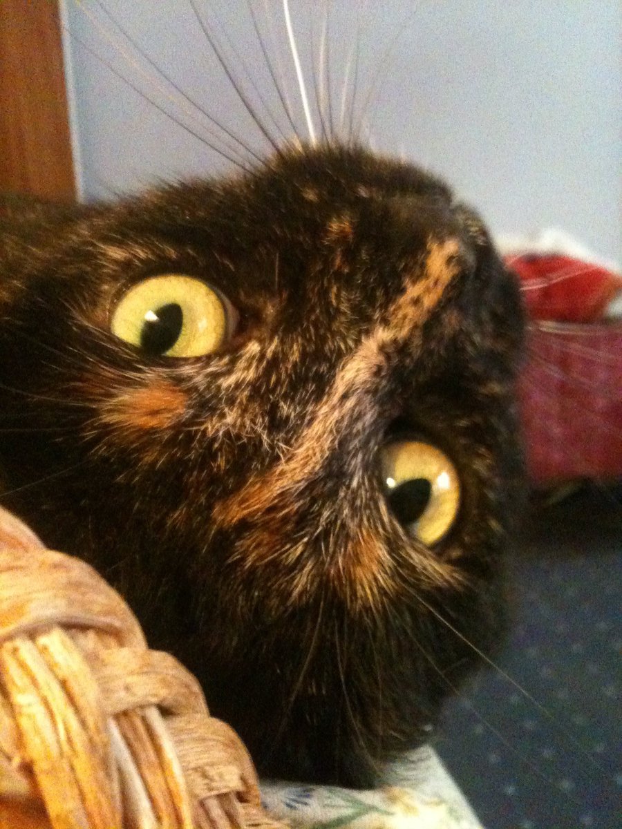 Ladodue's tweet photo. #pilousch #catsforvienna https://t.co/DknnEKeG3K