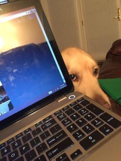 CauseWereGuys's tweet photo. When you own a dog https://t.co/zuIClFlbhj