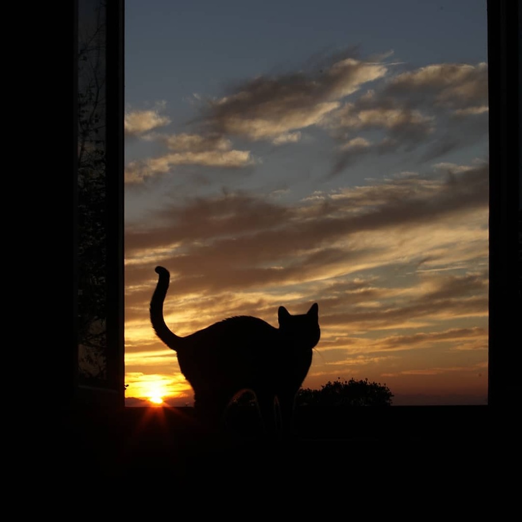 kinusonio's tweet photo. Today we enjoy this beautiful sunset before returning to Milano, I hope @giuseppeconte_ufficiale doesn't block us in LombardIa for the lockdown, but if that happens we will do our duty by staying at home, as usually 😸

Forza amici teniamo duro ❤

#be… https://t.co/Gnuc5VxNrj https://t.co/iKq2qzdFF0