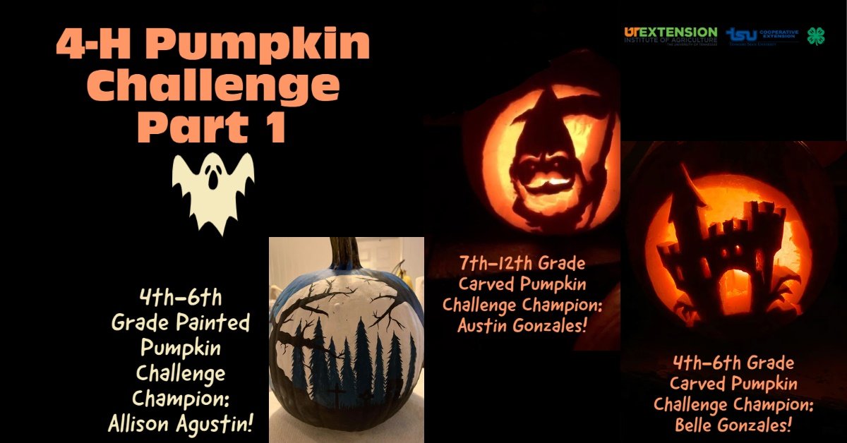 UTExtGiles's tweet photo. 4-H Pumpkin Challenge Champions! Congratulations to all participants! 👏 https://t.co/J6tNvD8YQJ
