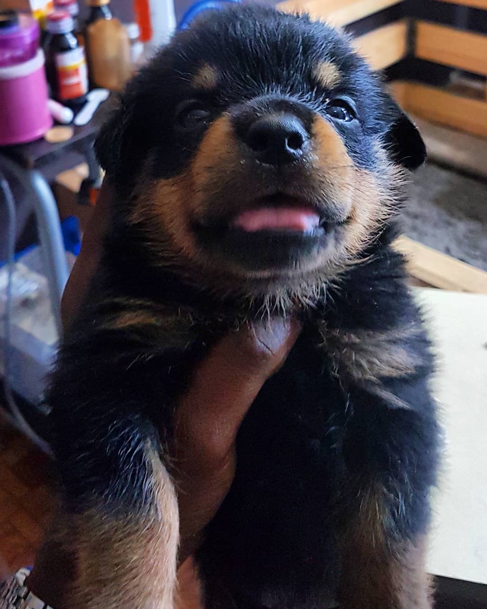 4weeks male Rottweiler available for Booking  130k from Solid parents (Father ped with details) serious buyer only,DM for more details 09056166811 @MohojeThabang @Detolafreeman @TheBlarkKratos @Wheeziewheezie @feeddogs_ng @Posh_Mo @jbt_sea