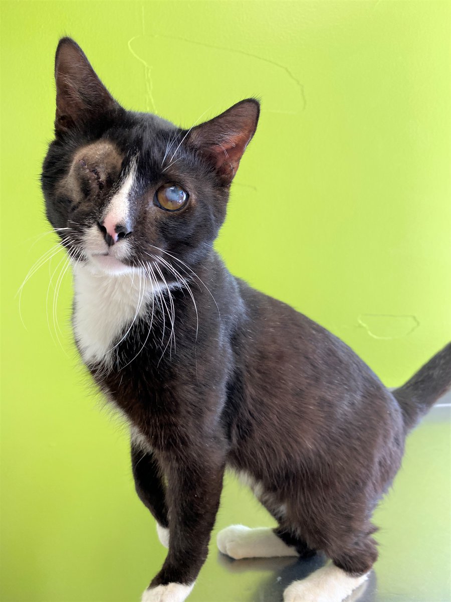 NSSPCA's tweet photo. ❗️EMERGENCY❗️

72 cats and kittens were rescued and transported to the Nova Scotia SPCA for urgent medical care. Tragically, we expect even more to arrive soon.

You can help save these poor kitties by donating directly to their care here: https://t.co/sfZeN4fx6H

1/4 https://t.co/eNFRNrARD4
