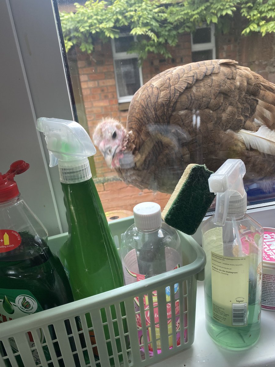 _marythomson_'s tweet photo. @CormackJason I think they are not impressed with my foul kitchen... https://t.co/RyKGfuA69N
