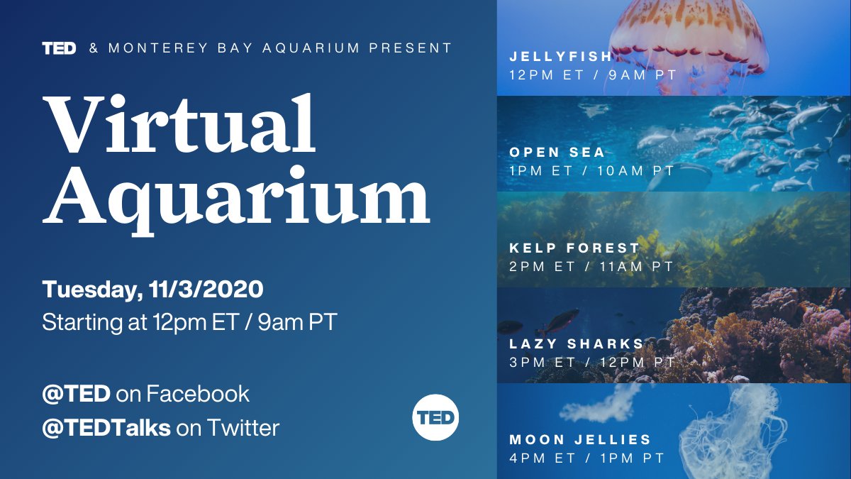 TEDTalks's tweet photo. 🐟 🌊Take a break under the sea! Tomorrow (11/3), we're teaming up with our friends at Monterey Bay Aquarium (@MontereyAq) for a 5-hour sea life spectacular, featuring jellyfish, sharks and more! Streaming live on our profile starting at 12 pm ET / 9am PT! 🐠🦈 https://t.co/10ZoJ1cBEK