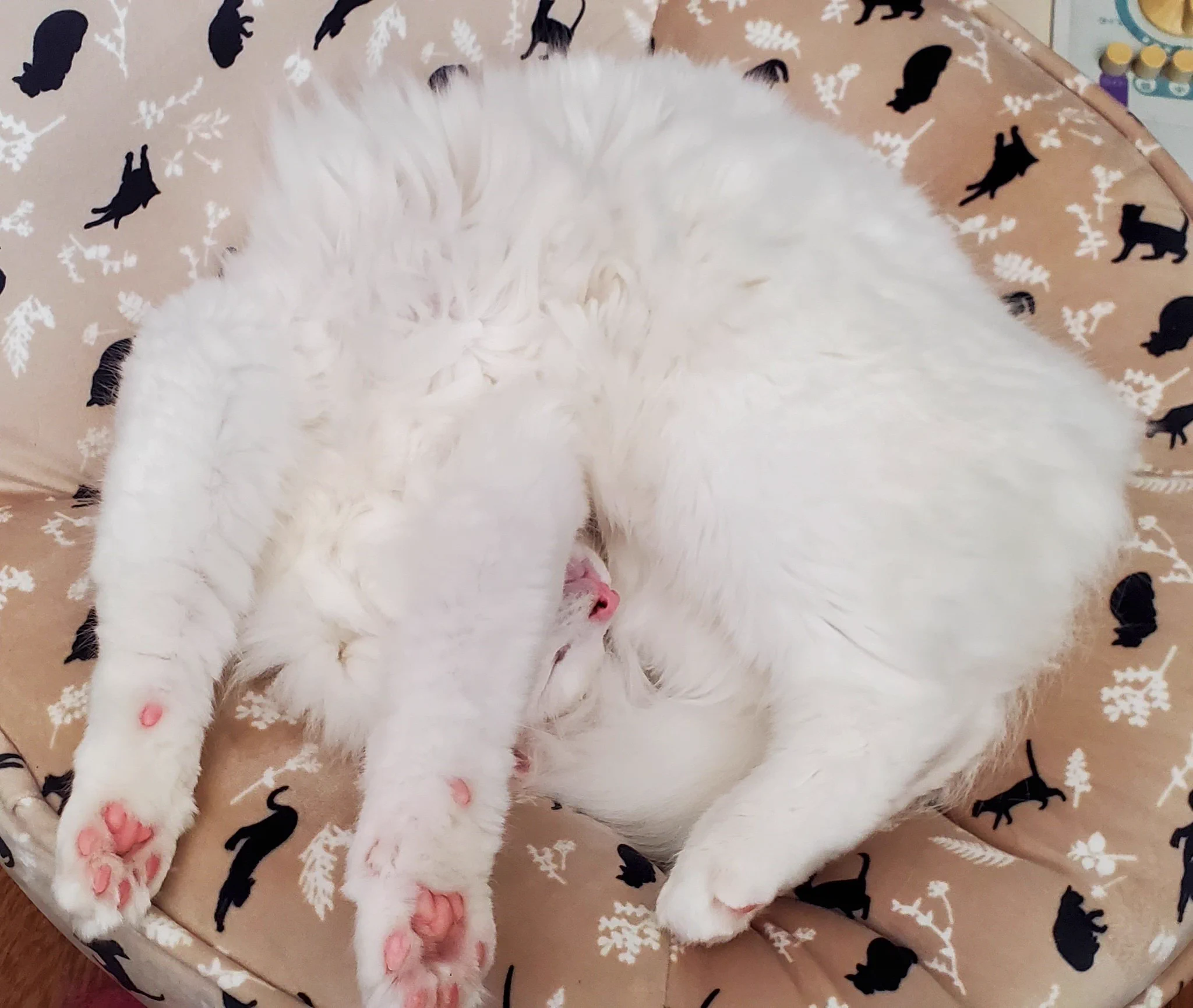 解りみしかない。
家で飼ってたイッヌは抱っこしようとすると凍ったように固まり、「あれ？地面が足から離れてるよご主人😅」と戸惑ってる感じだったけど、猫は「？」って顔してダラーンと身体をさせるし、気分じゃないと抱き上げてる側からにゅるんとすり抜けて降りるので、猫は液体ですね😅謎寝相😅  