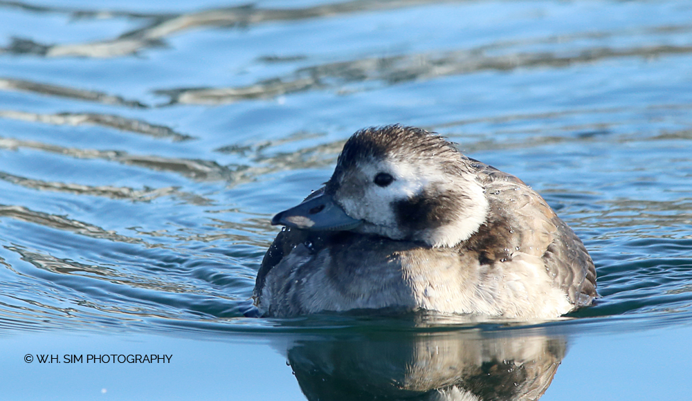 whuisim's tweet photo. getting close to one of two very curious #longtailedducks at White Rock Pier yesterday (if not for the floating dock, our noses might have bumped together) #whattheduck #facesoffall #oddduck #closeencountersofthewaterykind https://t.co/9zxyPtvSf6
