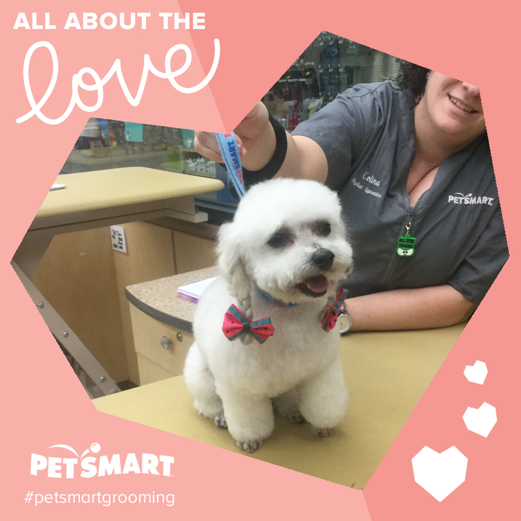 Didn't make it to one of our Career Fairs, that's ok! Get the same one on one attention with your area's PetSmart Regional Salon Recruiter! Learn about the benefits, room to grow, and open positions in the Pacific West, ask me where!

#lifeatpetsmart #careers #Grooming  #pets