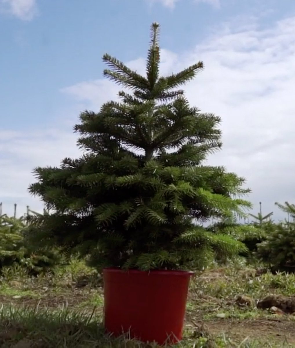 3) The biggest environment impact comes from how a real tree is disposed. But you can buy a pot-grown Christmas tree with it's root intact, so you can keep it after Xmas, and use year after year. Where it keeps on living are removing CO2 from the atmosphere.