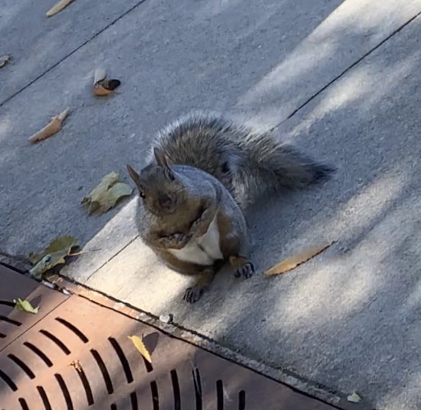 azzymuahh's tweet photo. And the fact that they can’t have nuts for a whole month is horrible! #JusticeForSquirrels #YesNutNovember https://t.co/xcirVMDRY1