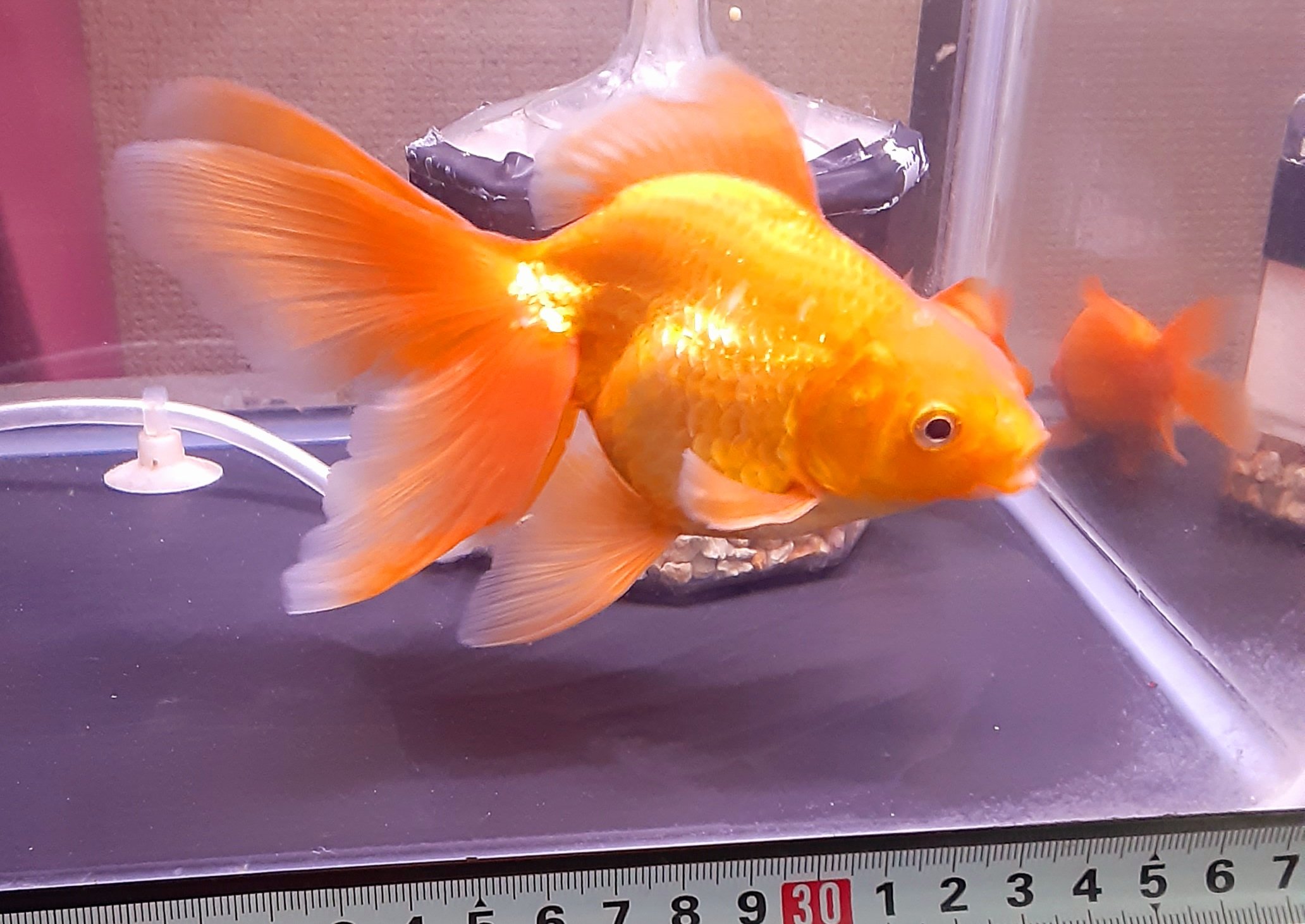 Jill 姐さん 金魚すくいサイズの 普通の真っ赤な金魚 金太郎 くん 一年でこんなに巨大化 立派なヒレと地肌の ゴールドが美しい あとの 6匹に名はないw 本来なら大型魚の生餌 だった子達 大きくなりすぎてもはや 金魚ではなく 鯉