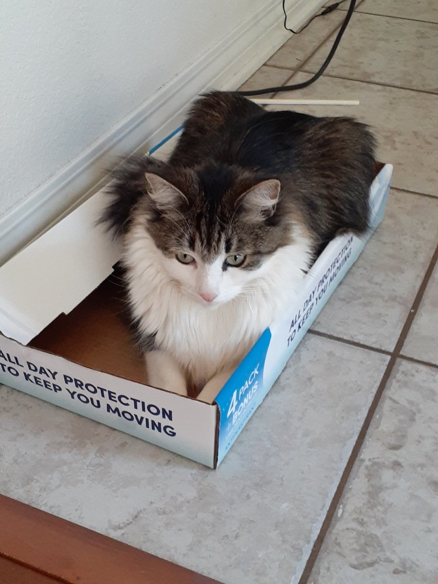 I am the protector of this area! None shall pass!