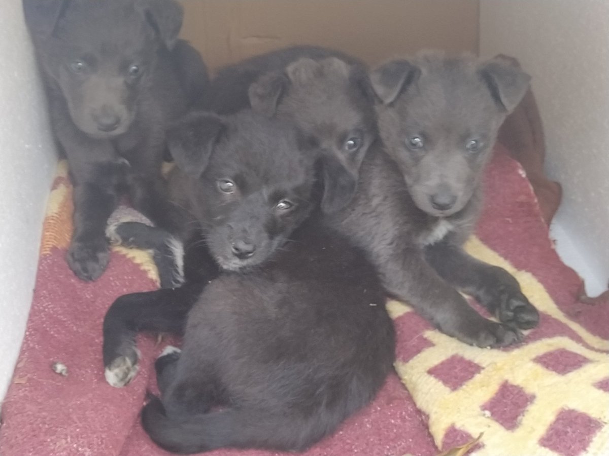 Prelepi plisani momci sa plavim okama. Izbaceni kod mene u kraju. 3 braon 1 crni. Molim privremeni ili stalni dom. Sumice. Beograd