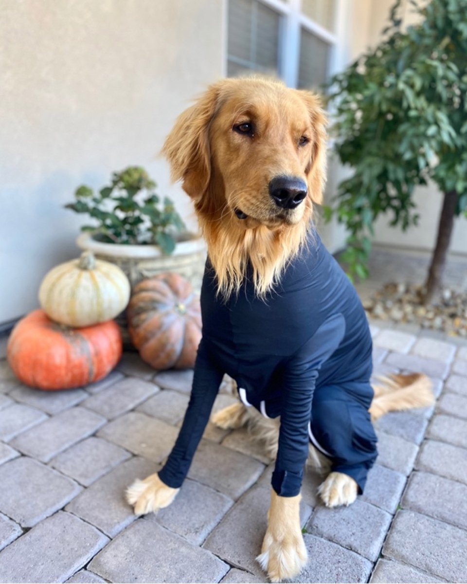 Shed Defender tweet media