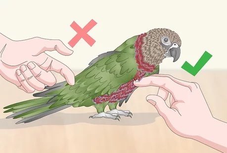 Petting birds makes them horny. Yep. Have you noticed how much birdies like it when you stroke them? Turns out, they love it. Like a lot.When birds mate you’ll notice they stroke each other along the head and back. So when you’re stroking them it’s basically their foreplay