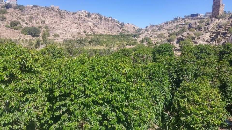 مؤسسة يافع للعمل والإنجاز
بدئت بالخطوة الأولى
 للإهتمام بزراعة شجرة البن

 ونأمل استبدال زراعة القات بزراعة البن

 ثورة البن ستنتصر بإذن الله
#اقفال_اسواق_القات_مطلب_شعبي